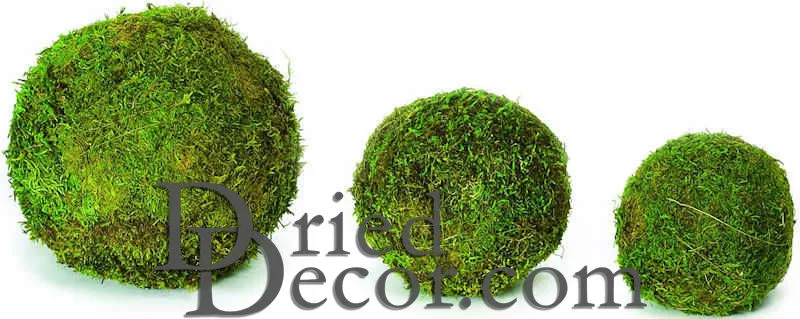 Dried Moss Balls - Preserved - 2,6,8 inch diameter