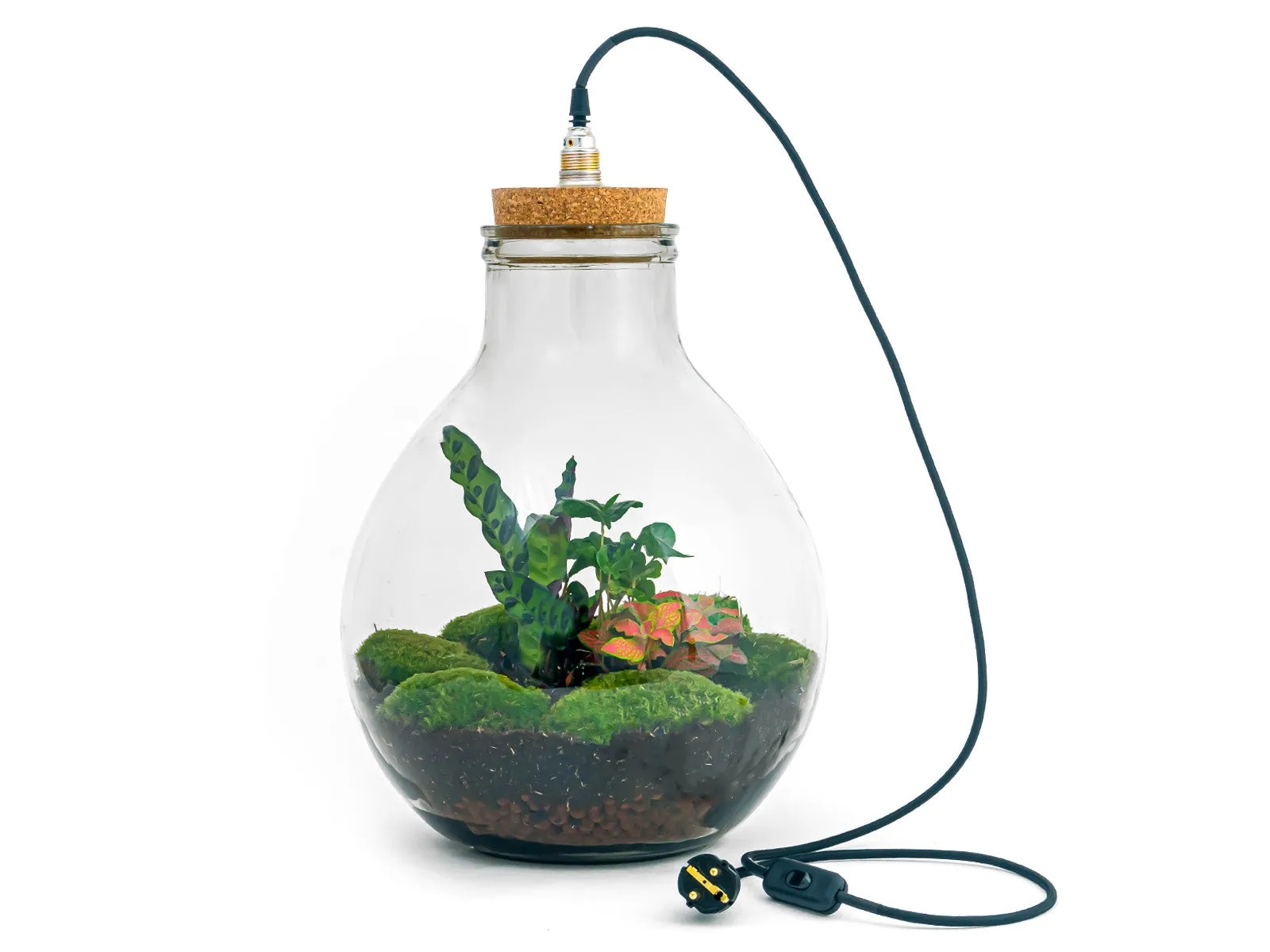 Terrarium DIY Kit - Big Paul Red XL - Bottle Garden - ↑ 40/46 cm