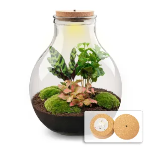 Terrarium DIY Kit - Big Paul Red XL - Bottle Garden - ↑ 40/46 cm