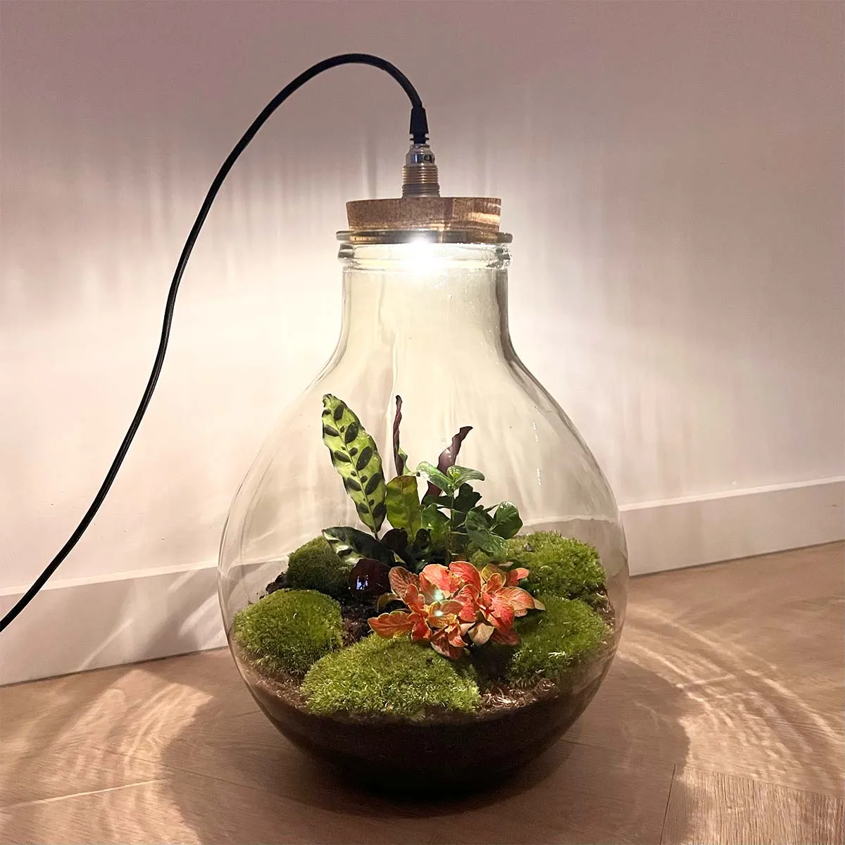Terrarium DIY Kit - Big Paul Red XL - Bottle Garden - ↑ 40/46 cm