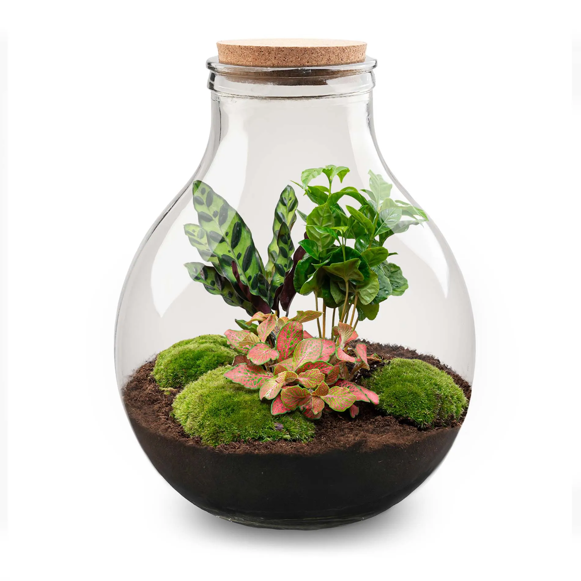 Terrarium DIY Kit - Big Paul Red XL - Bottle Garden - ↑ 40/46 cm