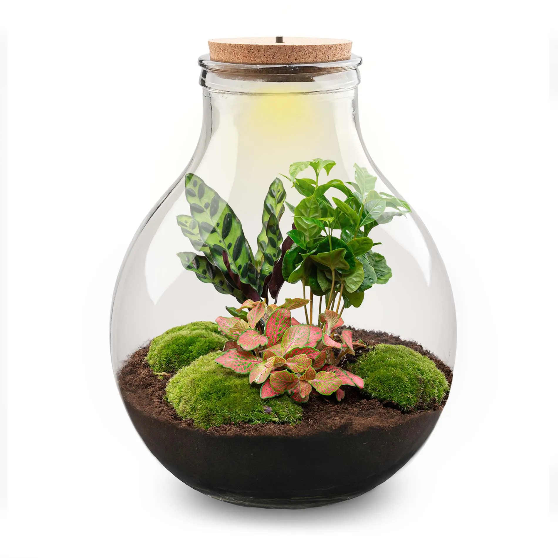 Terrarium DIY Kit - Big Paul Red XL - Bottle Garden - ↑ 40/46 cm