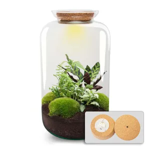 Terrarium DIY Kit - Botanical Sven XL   Light - Bottle Garden - ↑ 43 cm