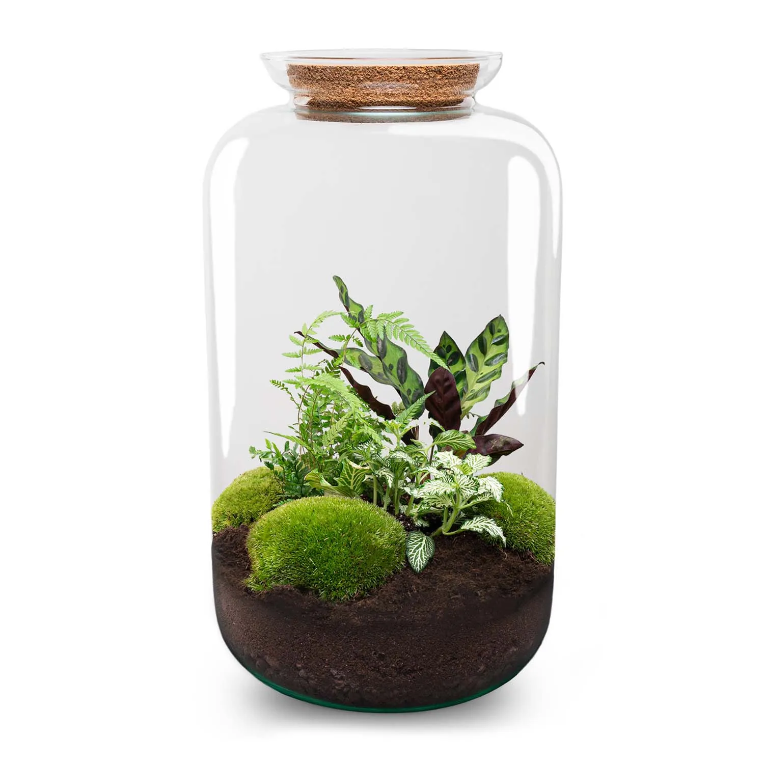 Terrarium DIY Kit - Botanical Sven XL   Light - Bottle Garden - ↑ 43 cm