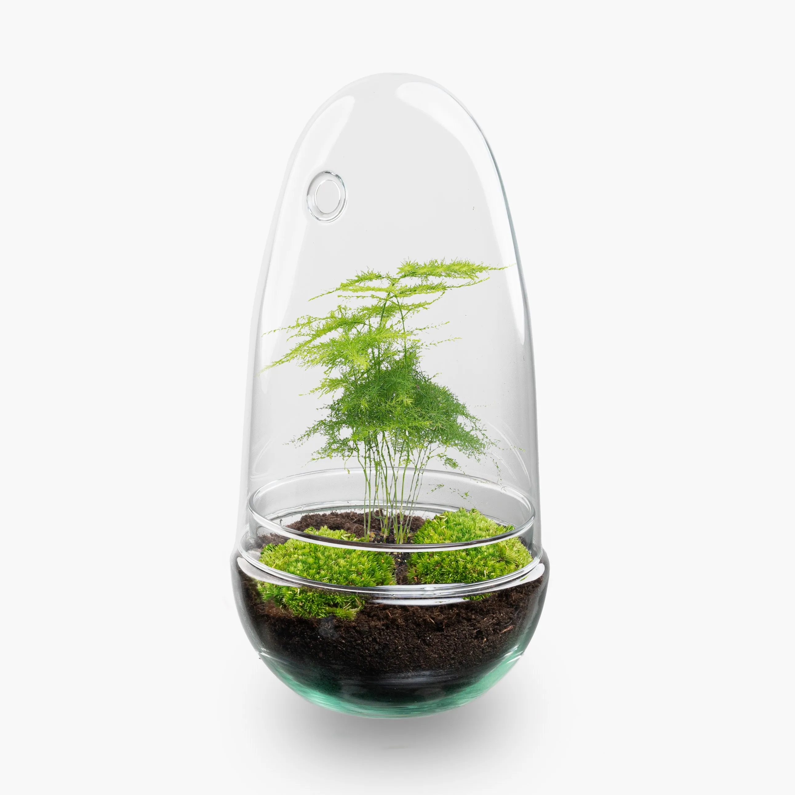 Terrarium DIY Kit - Bottle Garden - ↑ 25 cm