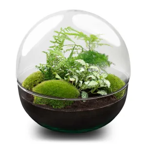 Terrarium DIY Kit - Dome XL - Bottle Garden - ↑ 30 cm
