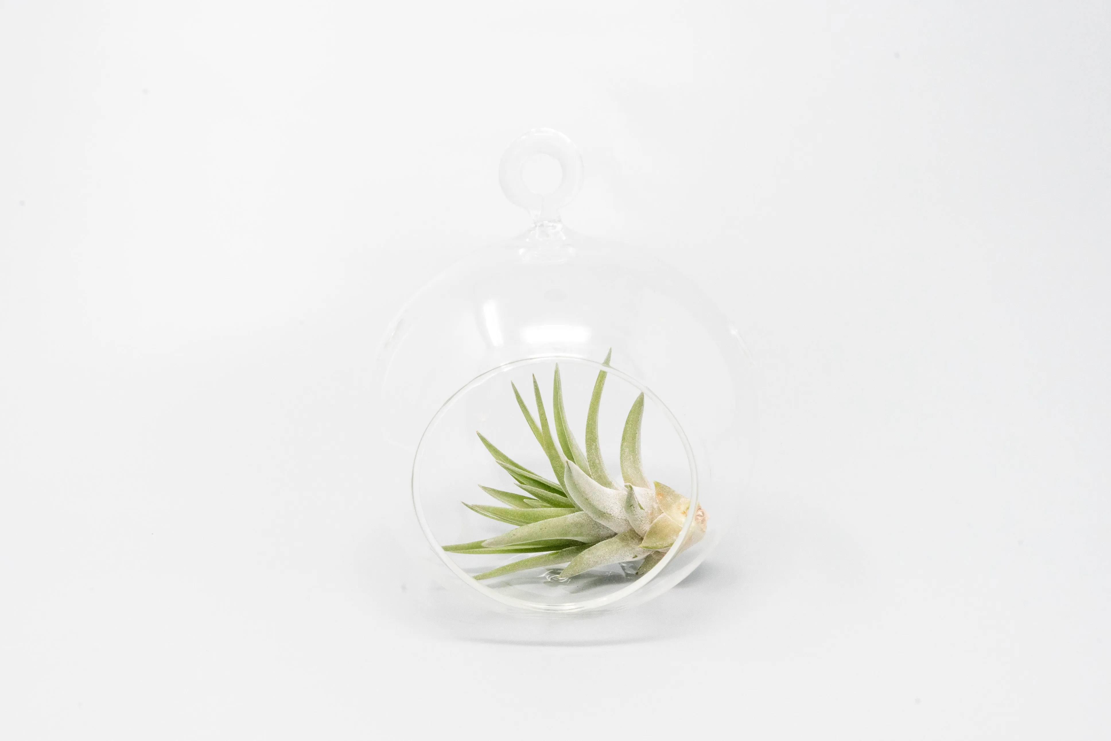 Wholesale - Case Pricing with Free Shipping / Hanging Flat Bottom Glass Terrariums