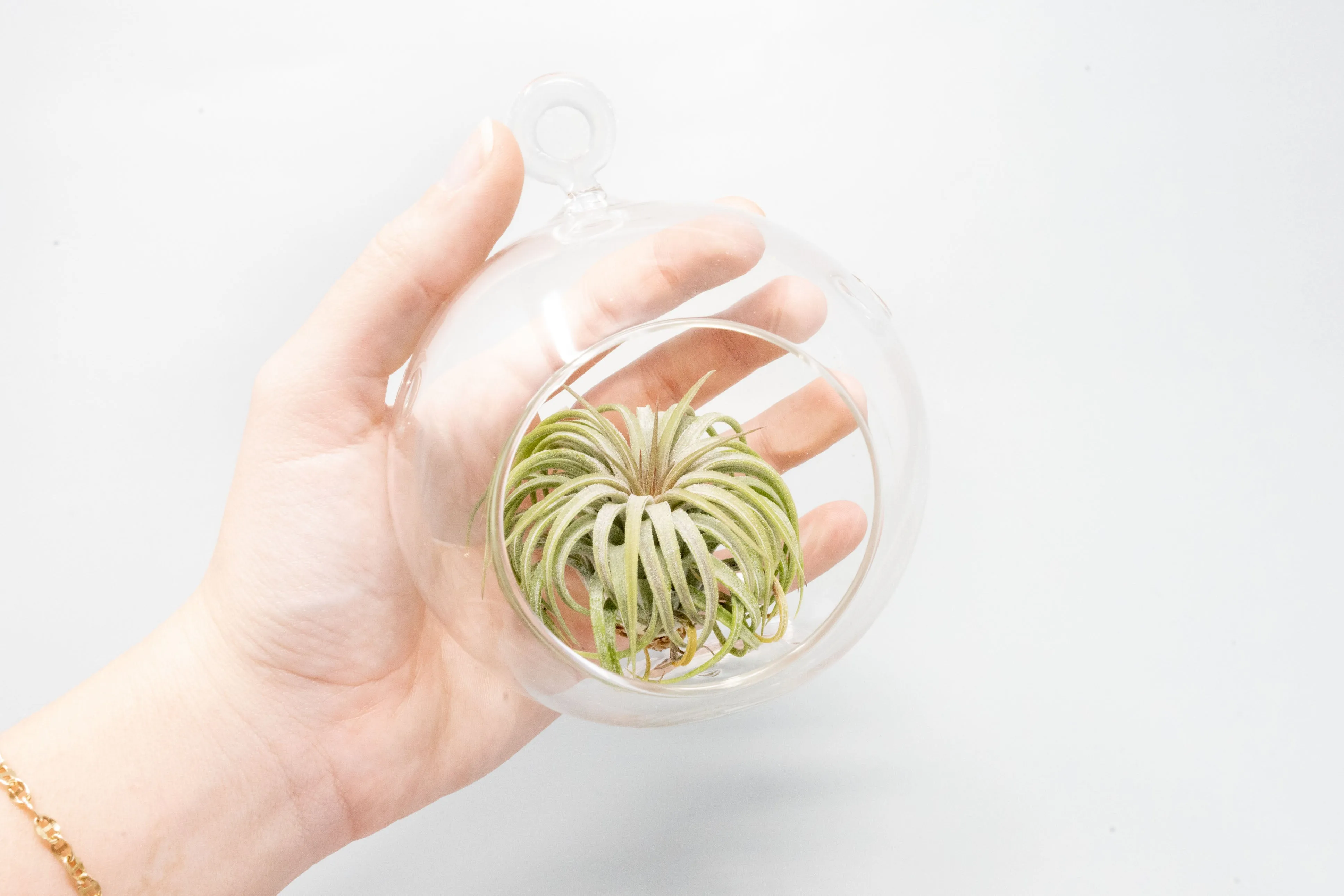Wholesale - Case Pricing with Free Shipping / Hanging Flat Bottom Glass Terrariums